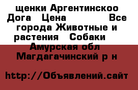 щенки Аргентинскоо Дога › Цена ­ 25 000 - Все города Животные и растения » Собаки   . Амурская обл.,Магдагачинский р-н